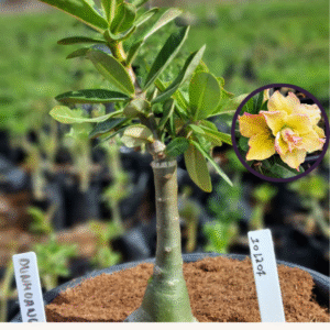 1012 07 Vaso 8 Litros Rosa do Deserto Dunhuang 2  (viveiro)