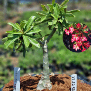 1112 38 Vaso 8 Litros Rosa do Deserto Cristal Pink (viveiro)