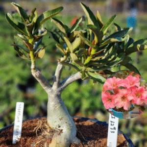 1112 93 Vaso 8 Litros Rosa do Deserto Sleeping Beauty (viveiro)