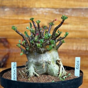 1512 06 Arabicum Black- Adulta