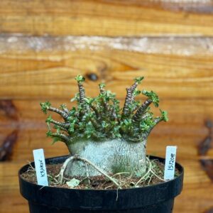 1512 08 Arabicum Kraken - Adulta