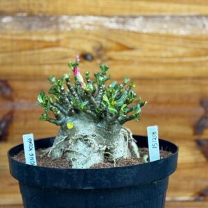 1512 09 Arabicum King Kong - Adulta