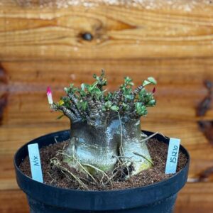 1512 10 Arabicum Nix Black - Adulta