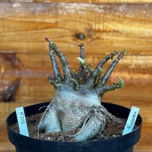 1512 11 Arabicum Ragnarok - Adulta