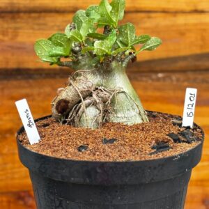 1512 01 Arabicum brutos - Adulta