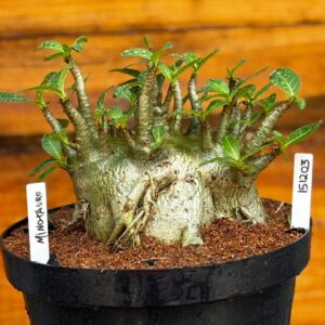 1512 03 Arabicum Minotauro - Adulta