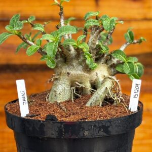 1512 04 Arabicum Javali - Adulta