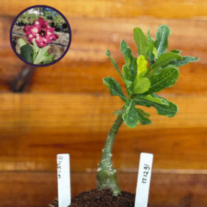 1212 91 Rosa Do Deserto Blosson