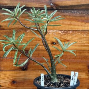 1612 03 Anaconda Semente - adulta