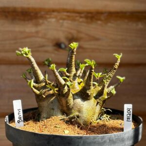 1712 04 Arabicum Brutus - Adulta