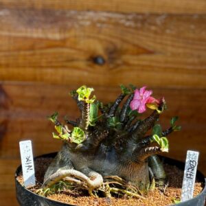 1712 03 Arabicum Nix - Adulta