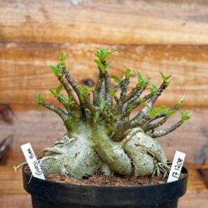 1712 08 Arabicum Godji Pura - Adulta