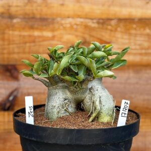 1712 07 Arabicum Zeus - Adulta