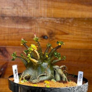 1712 01 Arabicum Poseidon - Adulta