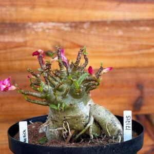 1712 15 Arabicum Maverick - Adulta