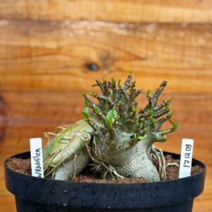 1712 09 Arabicum Wrangler - Adulta