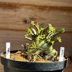 1712 05 Arabicum Urus - Adulta