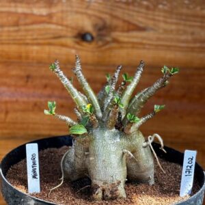 1712 02 Arabicum Minotauro - Adulta