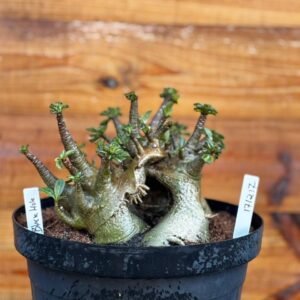 1712 17 Arabicum Black Hole - Adulta