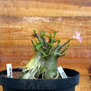 1712 10 Arabicum Rubicon - Adulta