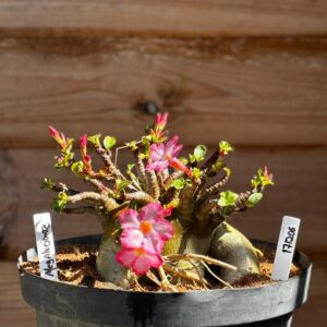 1712 06 Arabicum Megalodonte - Adulta