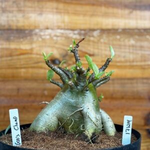 1712 14 Arabicum Gods Champ - Adulta