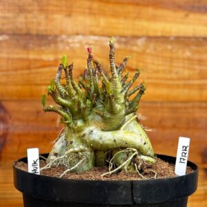 1712 12 Arabicum Hulk - Adulta