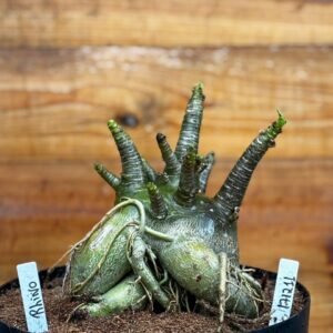 1712 11 Arabicum Rhino - Adulta