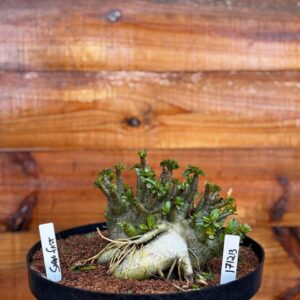 1712 13 Arabicum Super Fast - Adulta