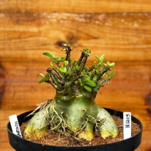 1812 03 Arabicum Spartacus - Adulta