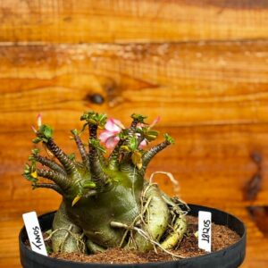 1812 05 Arabicum Thanos - Adulta