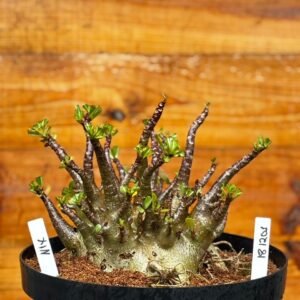 1812 01 Arabicum Nix - Adulta