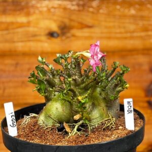 1812 04 Arabicum Godji - Adulta