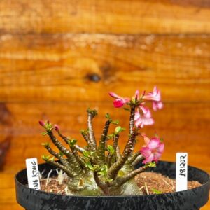 1812 02 Arabicum King Kong - Adulta