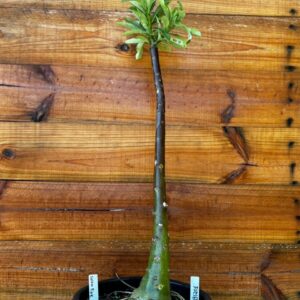 1912 01 Anaconda Snow Pink - adulta