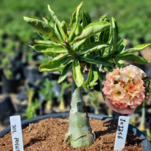 1012 56 Vaso 8 Litros Rosa do Deserto Sol Poente (viveiro)