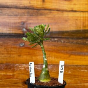 1912 01  Rosa Do Deserto Berinjela