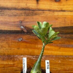 1912 04 Rosa Do Deserto Céu estrelado