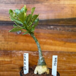 1912 05 Rosa Do Deserto Amor de Mãe