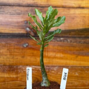 1912 06 Rosa Do Deserto Blossom