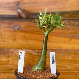 1912 08 Rosa Do Deserto Fiona