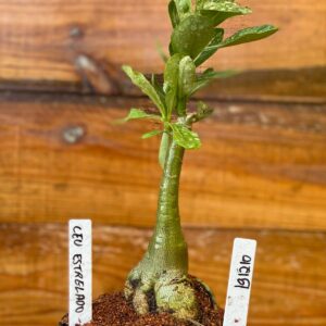 1912 10 Rosa Do Deserto Céu estrelado