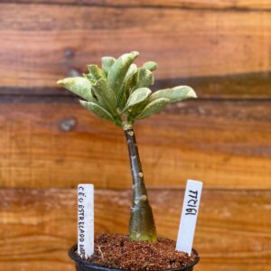 1912 11 Rosa Do Deserto Céu estrelado variegata