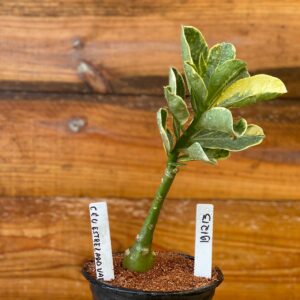 1912 13 Rosa Do Deserto Céu Estrelado Variegato