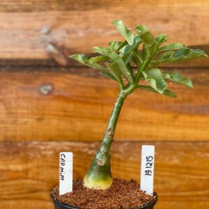 1912 15 Rosa Do Deserto Carmim