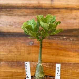 1912 16 Rosa Do Deserto Amor de Mãe