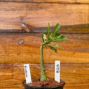 1912 17 Rosa Do Deserto Blossom