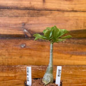 1912 18 Rosa Do Deserto Amor de Mãe