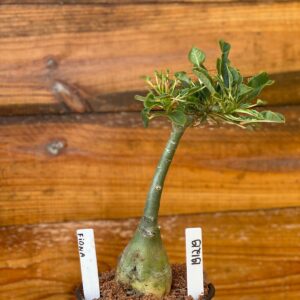 1912 19 Rosa Do Deserto Fiona