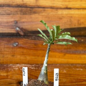 1912 23 Rosa Do Deserto Malta